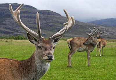 RedDeerStag RedDeerStag