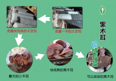 黑木耳成長資料 黑木耳成長資料
